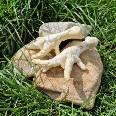 Puffed Chicken Feet Natural Chew Enrichment Lily Dog Trails