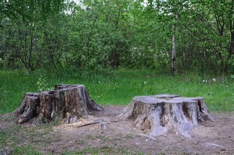 Premium Photo Tree Stumps Are In The Woods With The Birch Tree On The