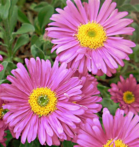 Aster alpinus 'Pinkie' PINKIE ALPINE ASTER - SeedScape