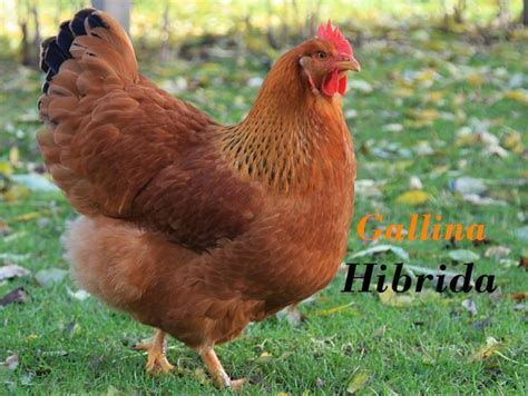 Gallinas H Bridas E Industriales Diferencia Razas Y Caracter Sticas