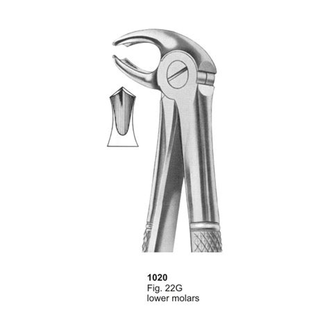 CRYER Fig 150A Upper Incisors Premolars And Roots Dental Extraction