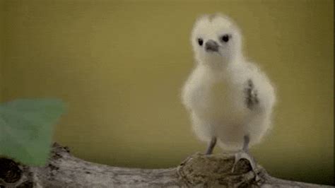 Cute-baby-animals GIFs - Get the best GIF on GIPHY