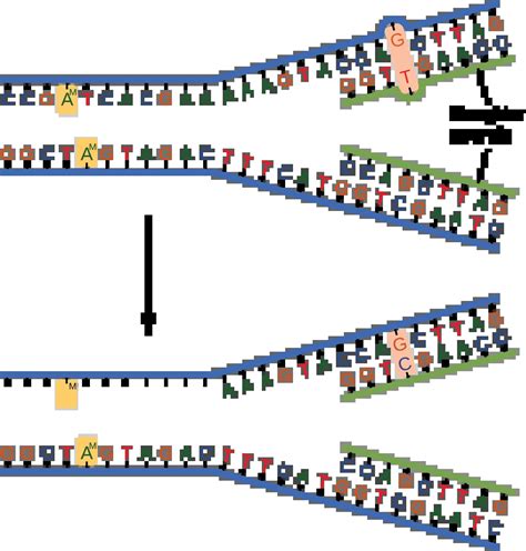 14 6 DNA Repair Biology 2e OpenStax