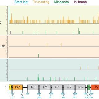 Location of all variants with respect to the epithelial cadherin ...