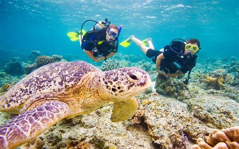 Top 5 Places To Scuba Dive With Sea Turtles