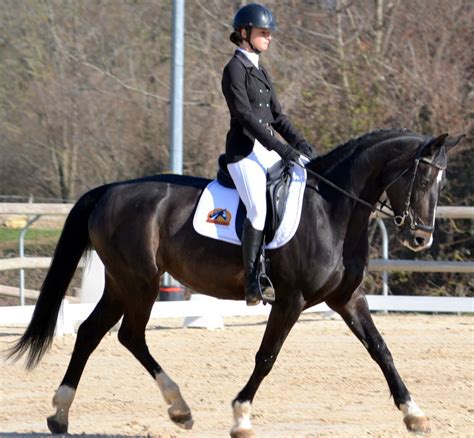 H Ry Sur Alby De Bons R Sultats Pour L Levage Des Cyclamens En Dressage