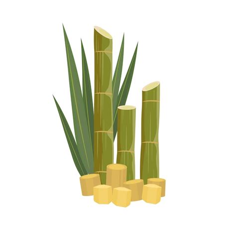 Premium Vector Natural Fresh Sugarcane Vector Illustration Logo