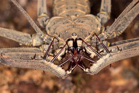 The American Whip Spider Is The Creepiest Thing On The Planet Spider