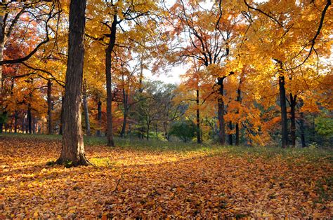 Herbstwald Natur Motivwelten Infrarot Heizungen Mit Ihrem Wunsch