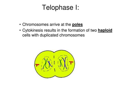 Ppt Cell Division Powerpoint Presentation Free Download Id6851703