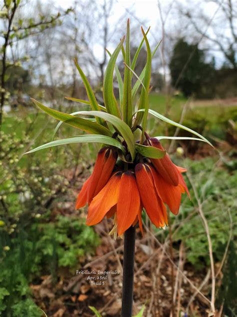 Crown imperial bulbs , or fritillaria imperial, the bulb has a strong ...