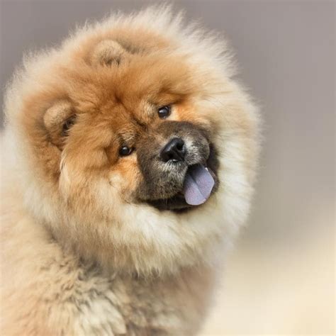 Razas De Perro Origen Y Curiosidades Del Chow Chow Foto Atelier Yuwa