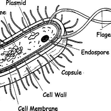 Bacterial Cell Structure