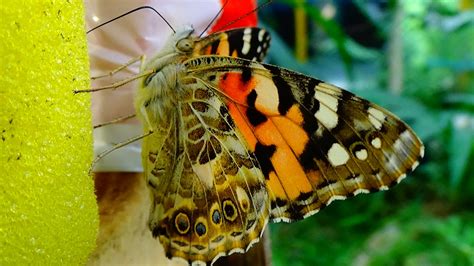 Vanessa Cardui Linnaeus Nymphalidae Papillon Belle Dame