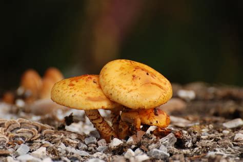 Oil Eating Mushrooms Bring Contaminated Soil Back To Life