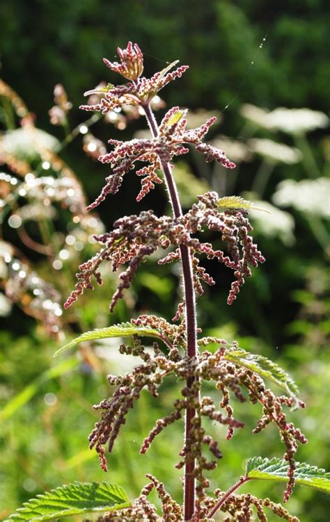 Urtica Dioica Grote Brandnetel