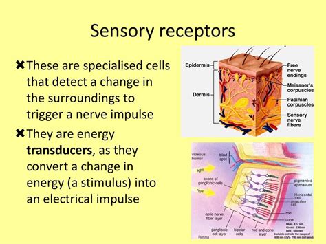 Friday, 21 September Organisms respond to changes in their internal and ...