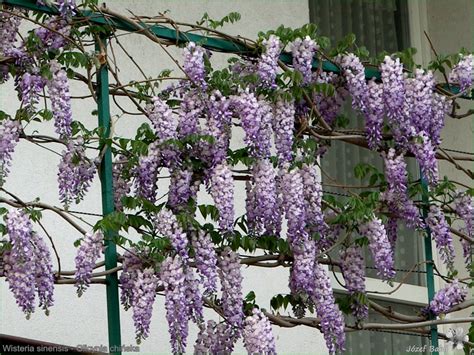 Plant Gallery Encyklopedia Ro Lin Wisteria Sinensis Glicynia Chi Ska