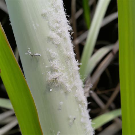 Whiteflies Management in Sugarcane: Symptoms, Treatment, Chemical ...