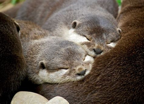 Aranyos Vidra Fotók Terasz Femina Otters Cute Animals Otters Cute