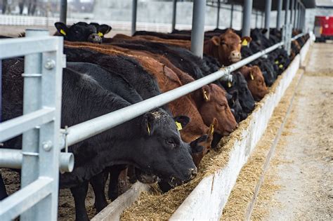 Notes On Feedlotting Cattle