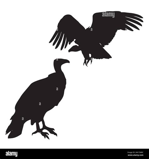 Vector Illustration of Vulture Silhouette Stock Vector Image & Art - Alamy