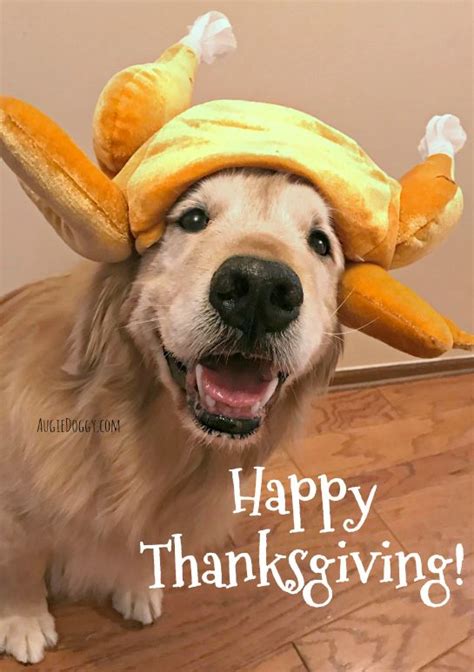 Happy Thanksgiving Cute Animals Cute Animals