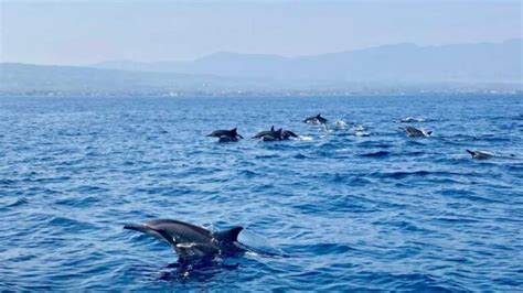 Swim With Plankton Tour Dolphin Lovina Tour Bali Boat Trips