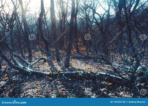 Gloomy Forest stock photo. Image of magic, horror, fantasy - 154322736