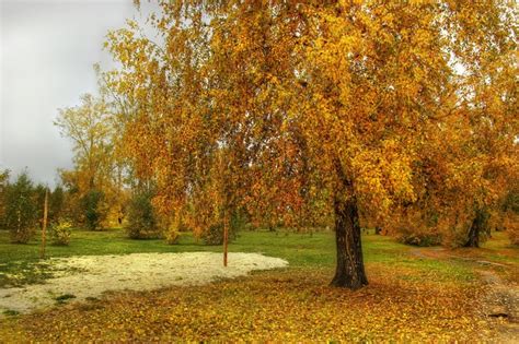 755908 Seasons Autumn Trees Foliage Rare Gallery HD Wallpapers