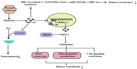 Different Pathophysiological Mechanisms of HIF 1α in Renal Disease