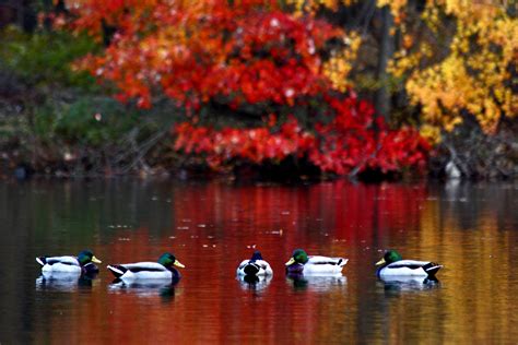 Wallpaper Landscape Fall Lake Nature Reflection Calm River