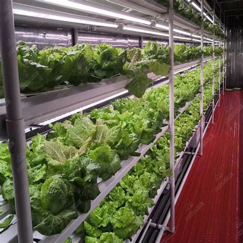 Hydroponic Lettuce Vegetable Growing Container Manufacturers Suppliers