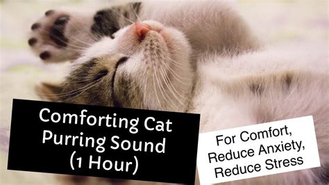 Comforting Cat Purring Sound For Comfort Reduce Anxiety Reduce