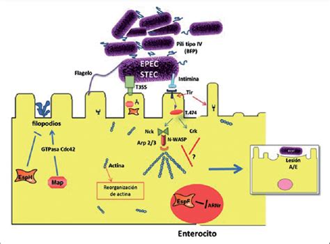 E Coli Enteropatógena La Adherencia De Ecep Epec En La Figura Está Download Scientific