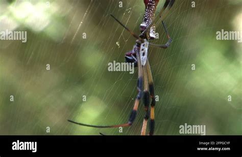 Golden silk spider nephila clavipes golden silk spider nephila clavipes ...