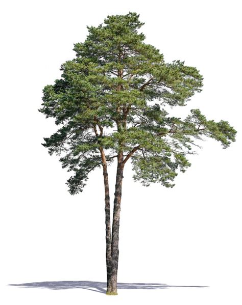 Cut Out Pine Tree Cut Out Trees And Plants Vishopper Tree