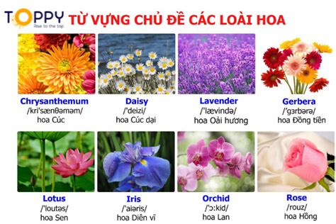 Tên các loài hoa bằng tiếng Anh Ý nghĩa và vẻ đẹp của các loài hoa