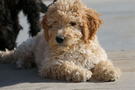 Cream Labradoodle Puppies