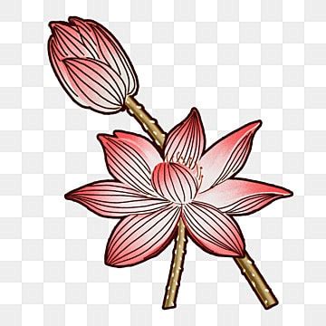 Hand Painted Lotus PNG Image Beautiful Hand Painted Lotus Transparent