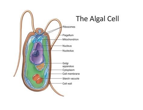 The Algal Cell Diagram Quizlet