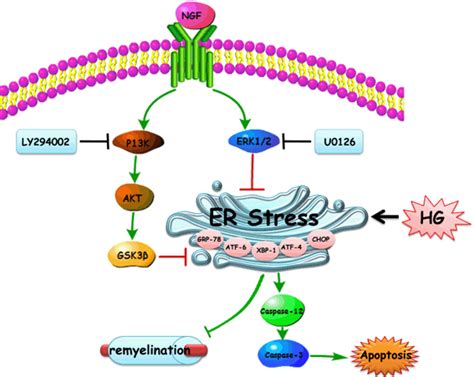 Proposed Mechanisms Underlying The Protection Of Ngf To Ameliorate The