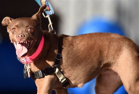 Zsa Zsa Il Cane Pi Brutto Del Mondo