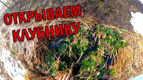 КЛУБНИКА первые работы весной! Открываем от соломы после зимы - YouTube