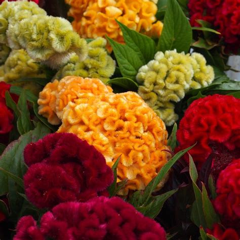 Floral And Garden Crafts Celosia Seeds 50 Seeds Celosia Kurume Corona