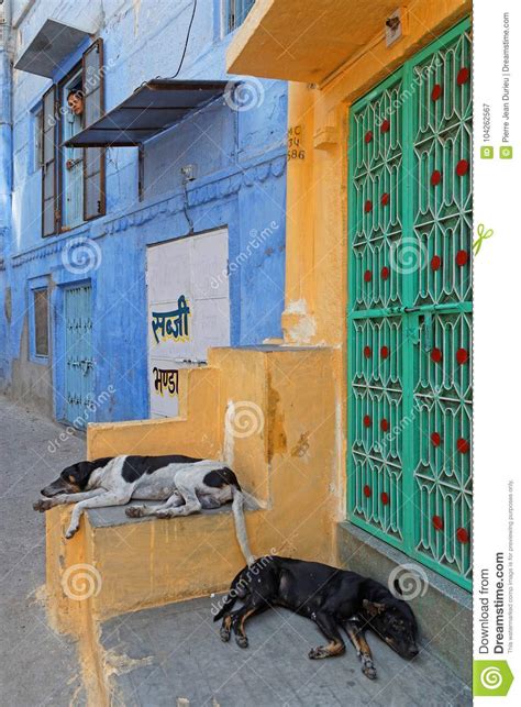 Perros Que Duermen En Calles Del Azul De Jodhpur Fotograf A Editorial