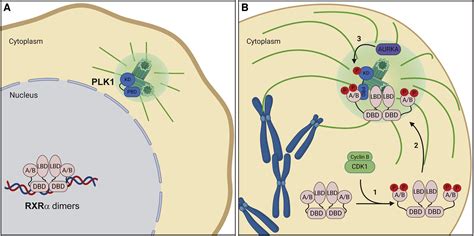 Moonlighting at the Centrosome RXRα Turns to Plk1 Developmental Cell