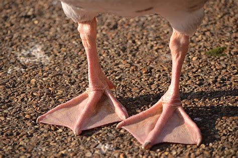 Webbed Foot Pictures, Images and Stock Photos - iStock