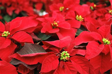 Nochebuena Flor De La Navidad Gobierno Gobmx