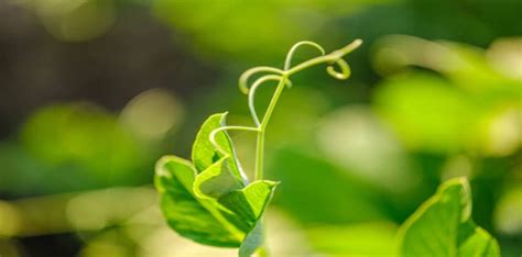 8 Stages Of Green Bean Plant Growth Below The Ground